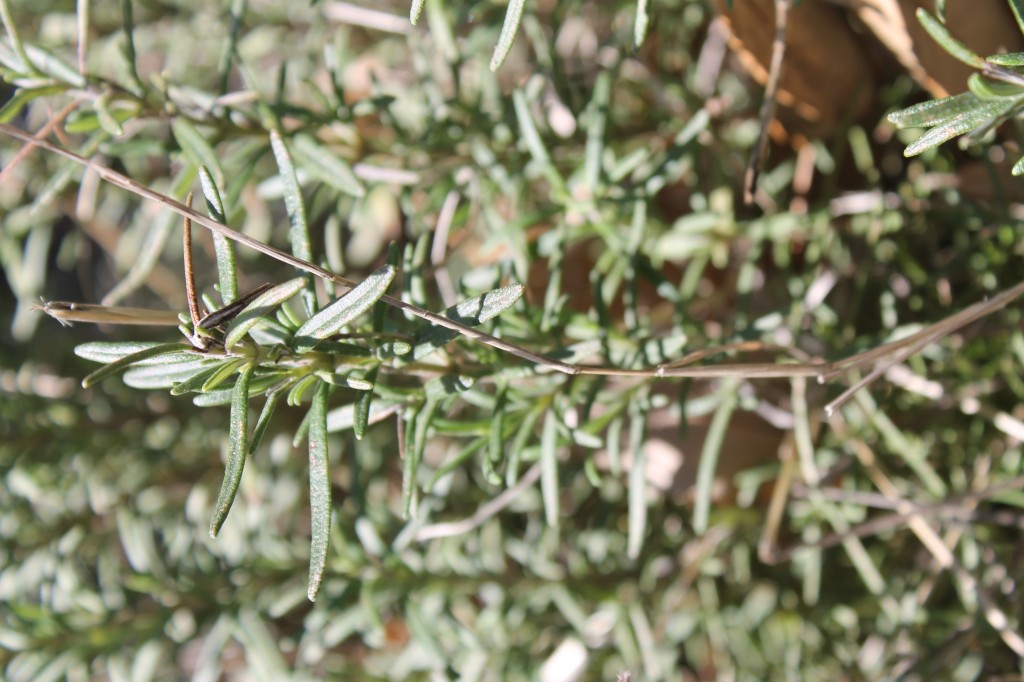 Hardy rosemary plants, evergreen throughout the seasons.